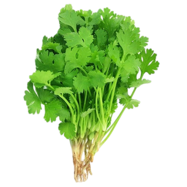 Cilantro